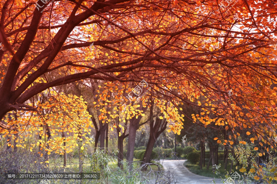 秋天的红叶树