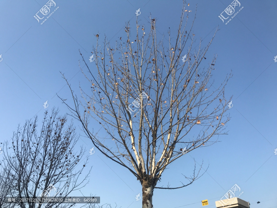 秋天的枯树