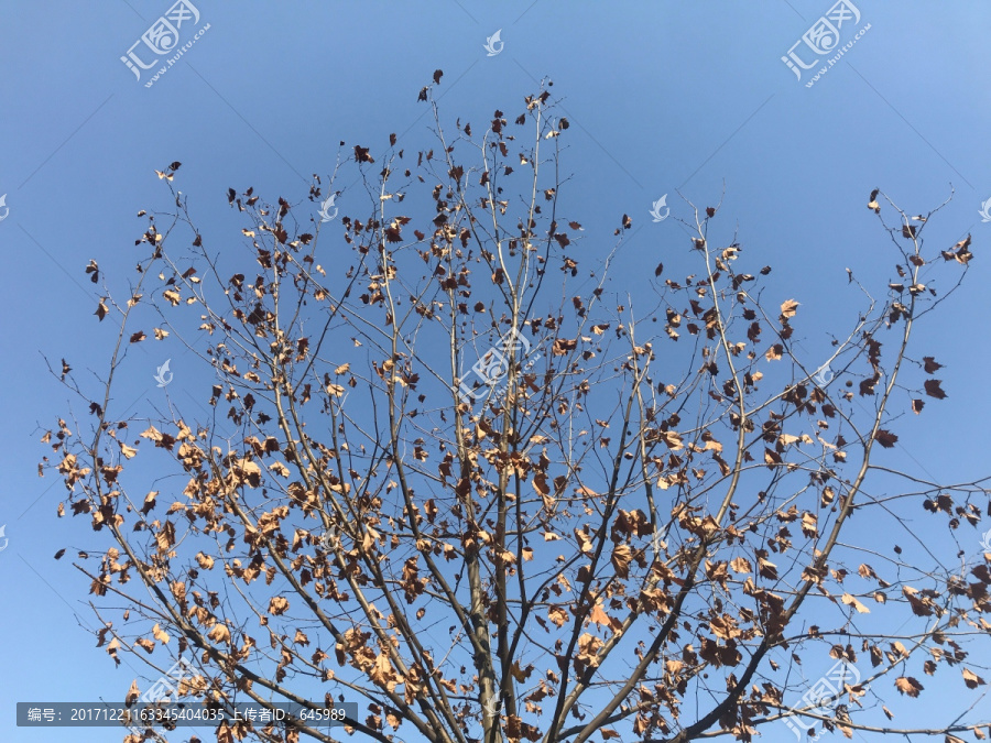 秋天的枯树枝