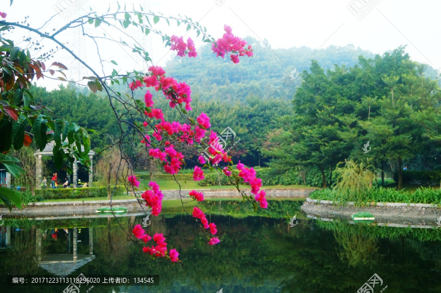 池塘鲜花美景