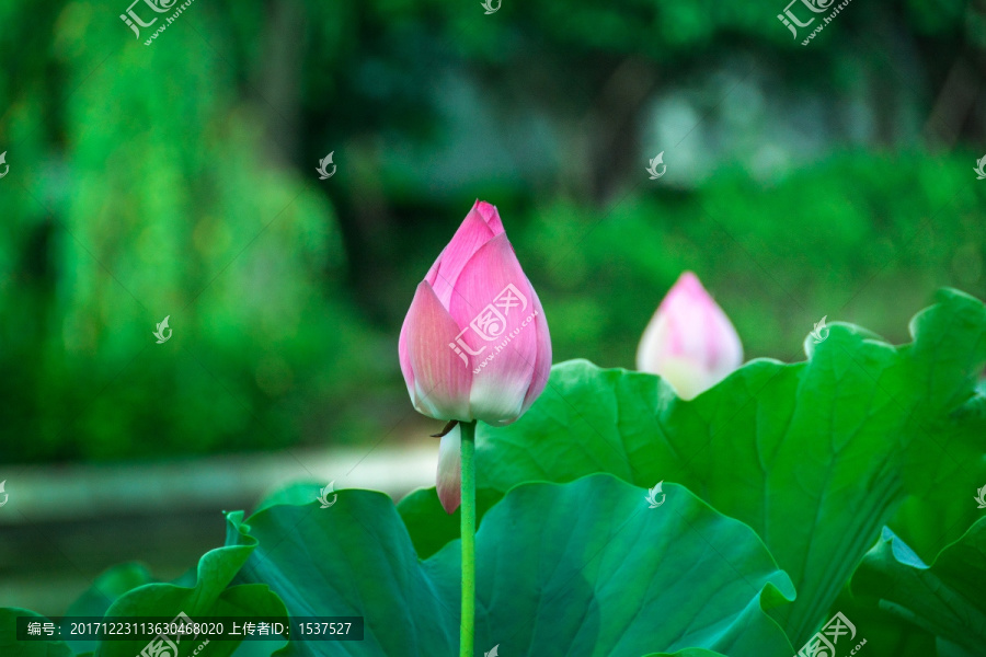 荷花,莲花