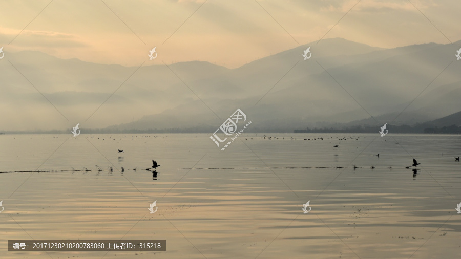 野鸭子起飞,风景大图