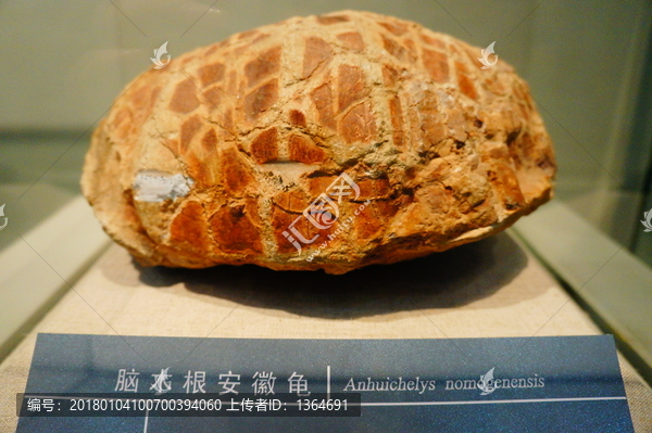 内蒙古博物院乌龟化石