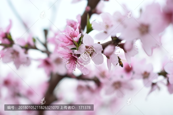 桃花,春天,桃树,花朵,植物