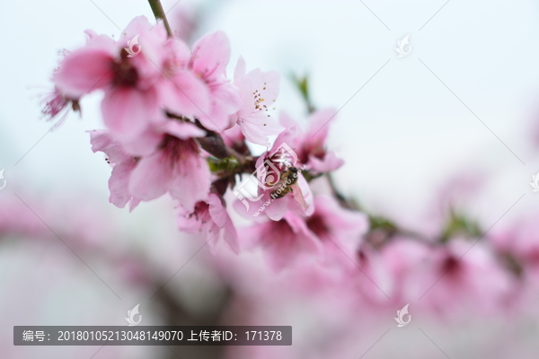 桃花,春天,花朵,桃树,花卉