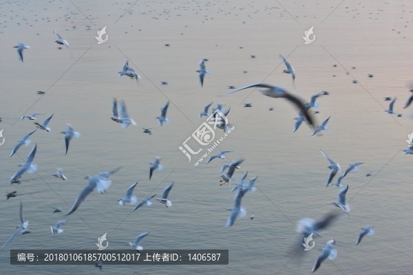 展翅飞翔群海鸥