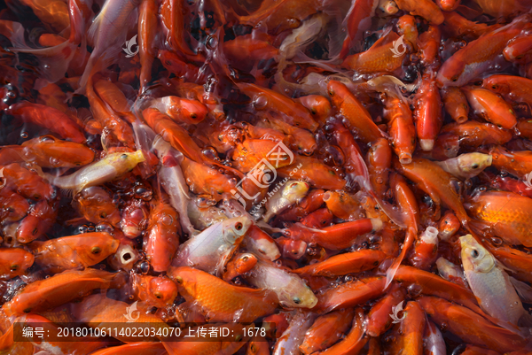 花鲤鱼,红鲤鱼,白鲤鱼,鱼类