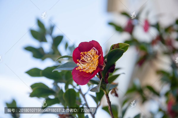 花卉特写