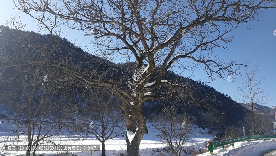 雪中的树枝,飞雪的树枝