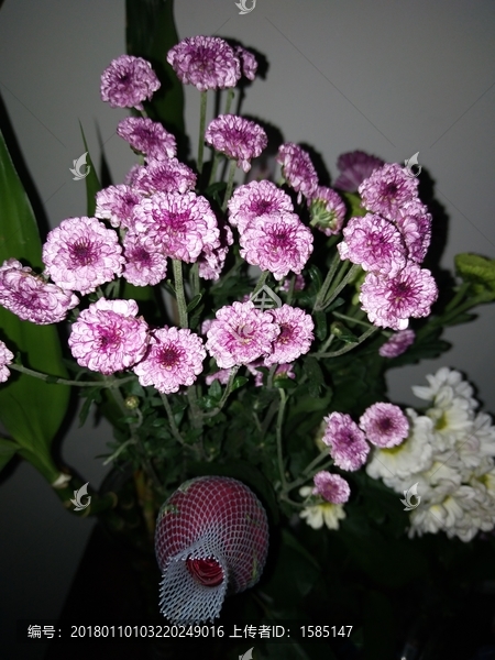 纽扣菊