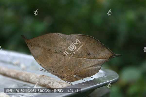 枯叶蝶