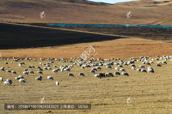 牧场之冬草地羊群