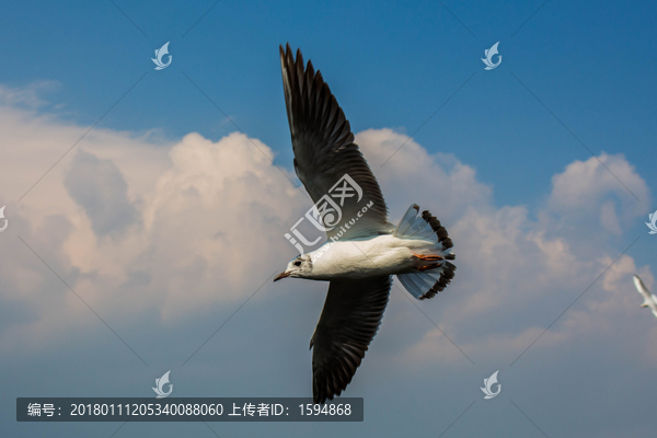 大理洱海飞翔的海鸥