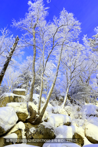 雾凇,冰雪风光,雪景,蓝天白云