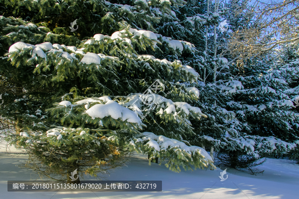 积雪的松树