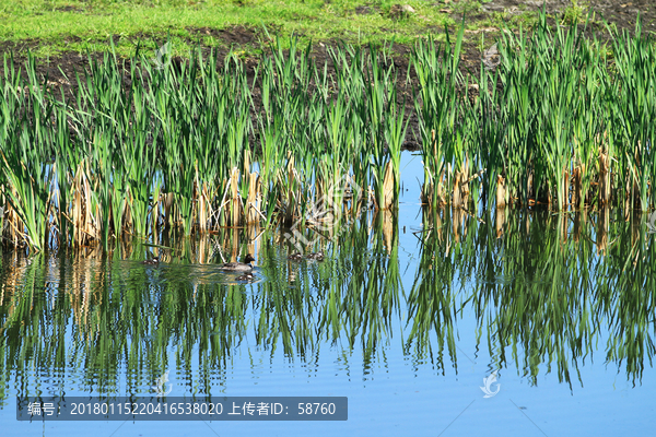 湿地湖泊野鸭