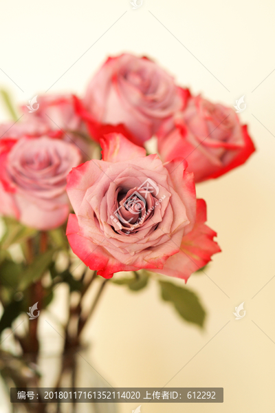 玫瑰,鲜花,爱情