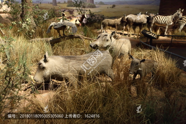 非洲动物,非洲大草原