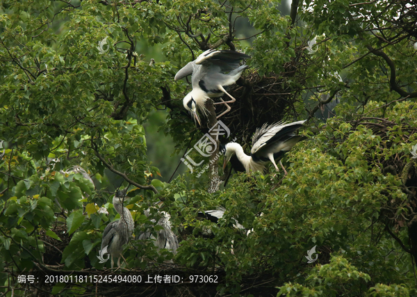 苍鹭家族