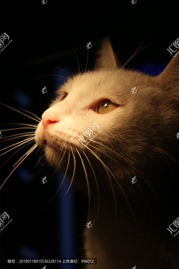 猫,白色猫咪