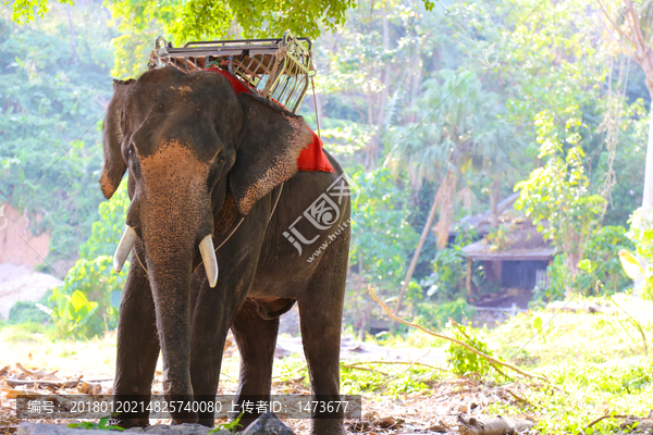 泰国大象,野象