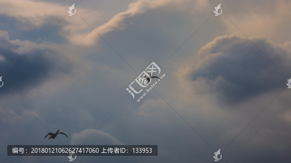 天鹅