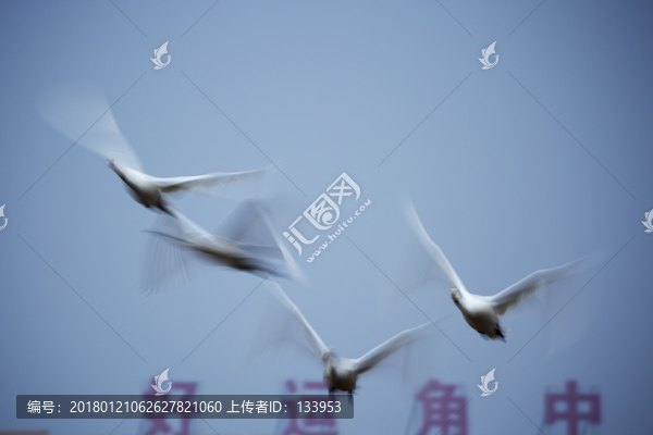 天鹅