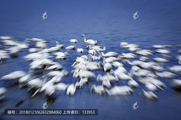 天鹅