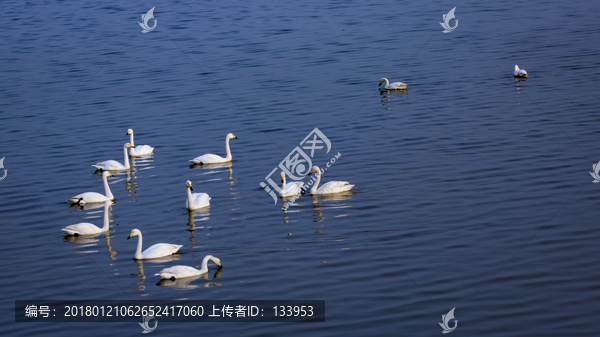 天鹅
