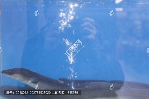 鳗鱼