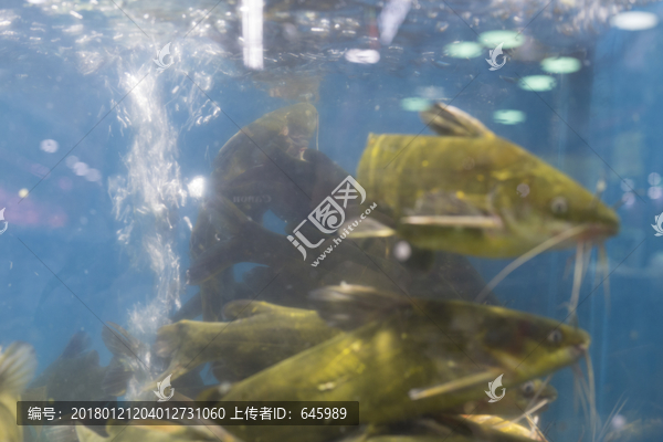 汪刺鱼