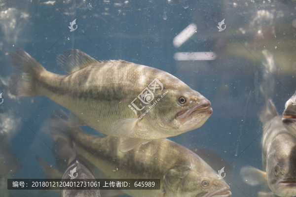 鲈鱼