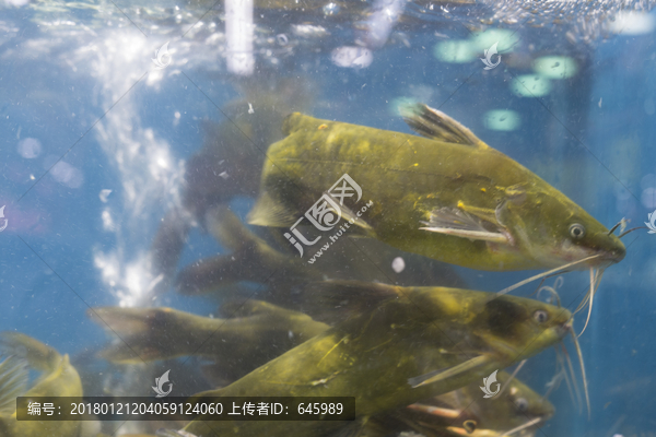 汪刺鱼