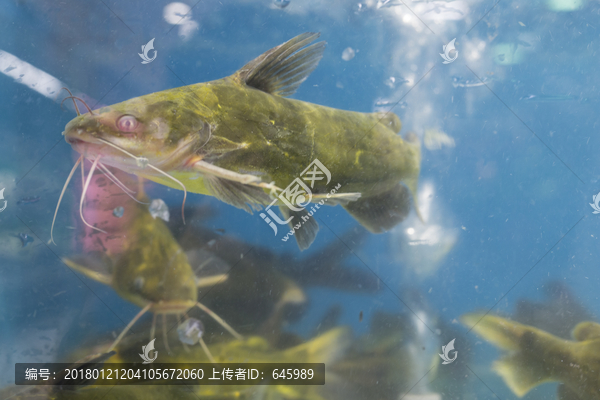 汪刺鱼