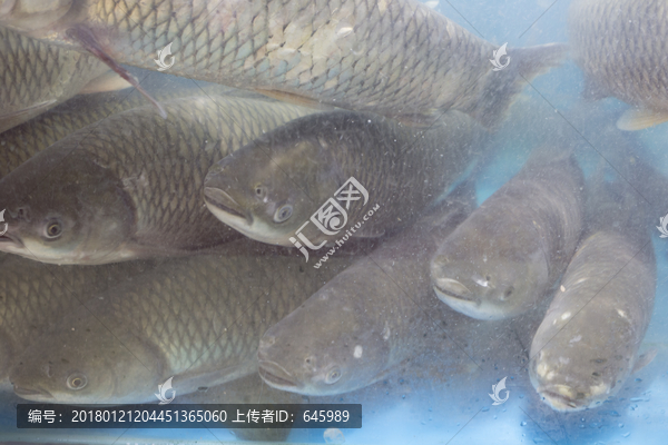 草鱼
