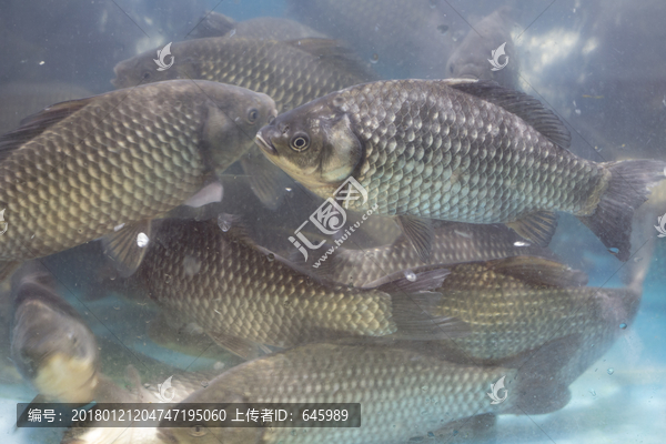 鲫鱼