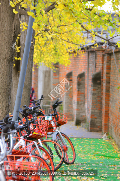 共享单车,银杏叶,红砖墙