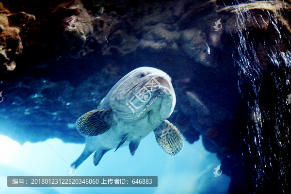 石斑鱼,深海鱼类