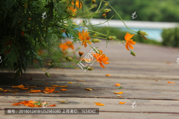 奥林匹克森林公园,野花