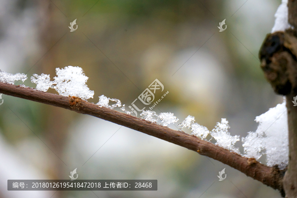 枝条上的冰晶