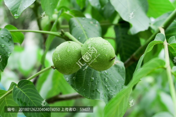 青核桃