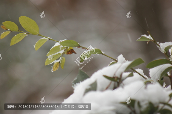 南方的雪