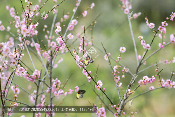 意境梅花