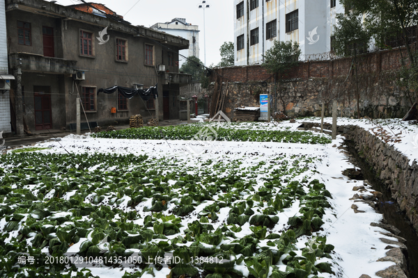 菜地,雪中蔬菜