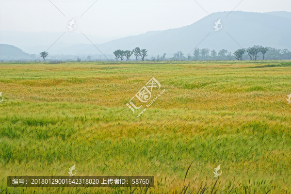 风中的麦田