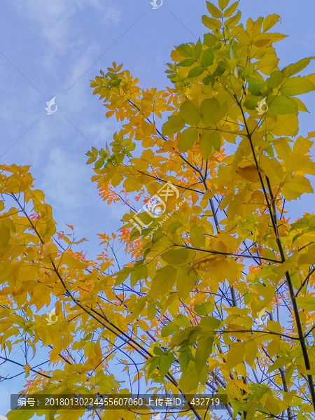 秋季的枫树枝叶