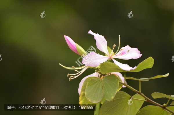 紫荆花花朵