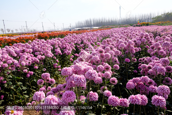 菊花田