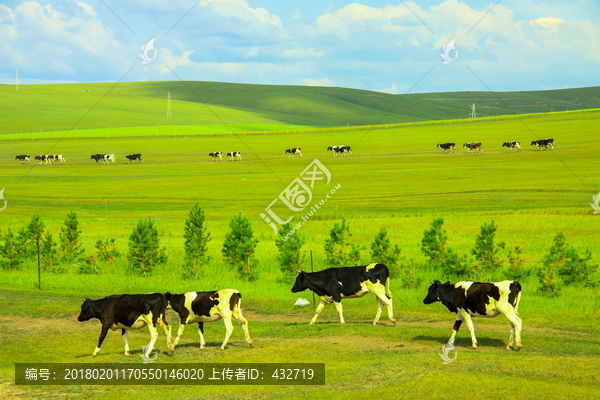 草原上行走的牛群