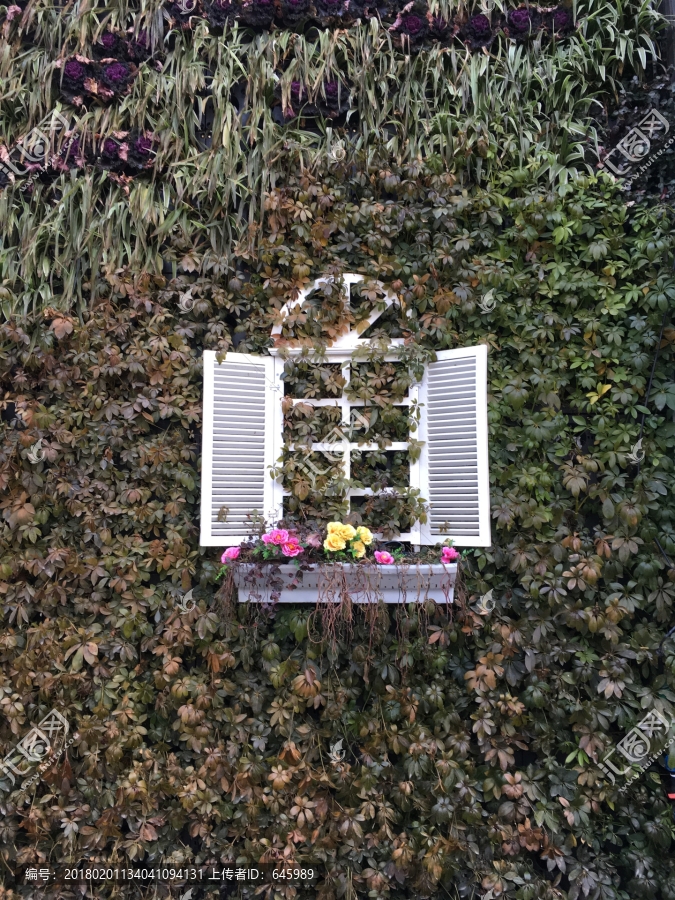 植物墙